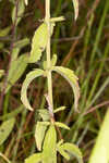 Recurved eupatorium